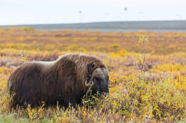 Kuzey Kutbu tundrasında, Kanada 'da sonbahar manzarasında vahşi misk öküzü