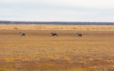 Kanada 'nın kutup tundralarında sonbahar mevsiminde vahşi ren geyikleri.