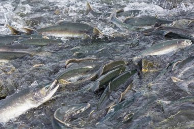 Alaska nehrinde somon yumurtlaması