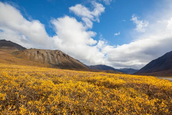 Tundra Landscapes Arctic Circle Autumn Season Beautiful Natural Background — Photo