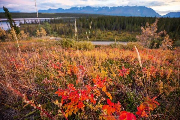 Colorato Prato Autunnale Montagna Sfondo Naturale — Foto Stock