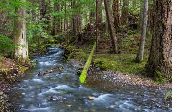 Piękna Mała Rzeka Zielonym Lesie — Zdjęcie stockowe
