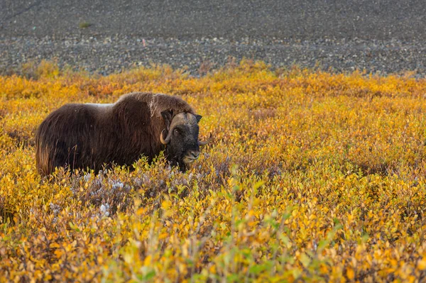 Dziki Wół Piżmowy Jesiennym Krajobrazie Arktycznej Tundrze Kanada — Zdjęcie stockowe