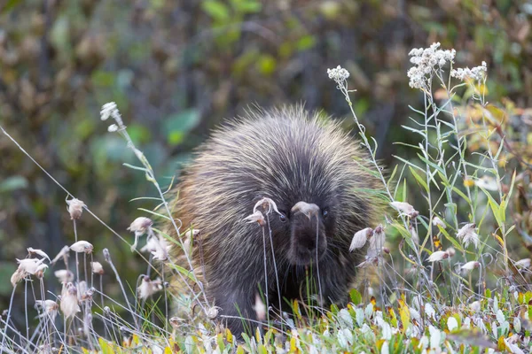 Wilde Stachelschweine Überqueren Sommer Den Alaska Highway Kanada — Stockfoto