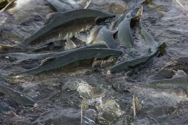 Salmon Spawning Alaska River — Stock Photo, Image