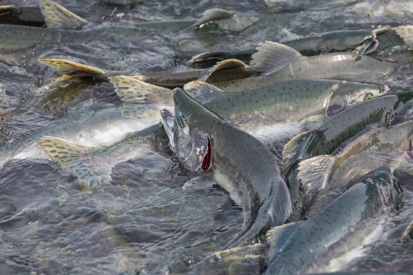 Desove Salmón Río Alaska — Foto de Stock