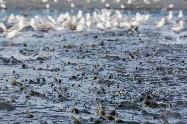 アラスカ川で産卵するサケは — ストック写真