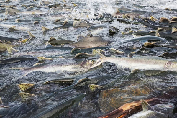 Desove Salmón Río Alaska —  Fotos de Stock