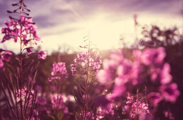 Piękne Dzikie Kwiaty Zielonej Łące Sezonie Letnim Naturalne Tło — Zdjęcie stockowe