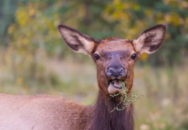 Mountain Bull Elk Colorado Usa — Stockfoto