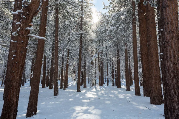冬の季節には雪に覆われた森 クリスマスの背景に良い — ストック写真