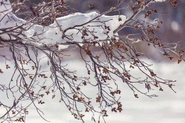 Γραφικό Δάσος Καλυμμένο Χιόνι Κατά Χειμερινή Περίοδο Καλό Για Χριστουγεννιάτικο — Φωτογραφία Αρχείου