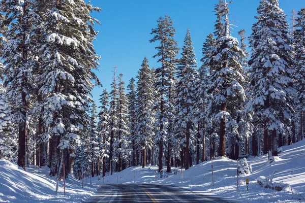 冬の季節には雪に覆われた森 クリスマスの背景に良い — ストック写真