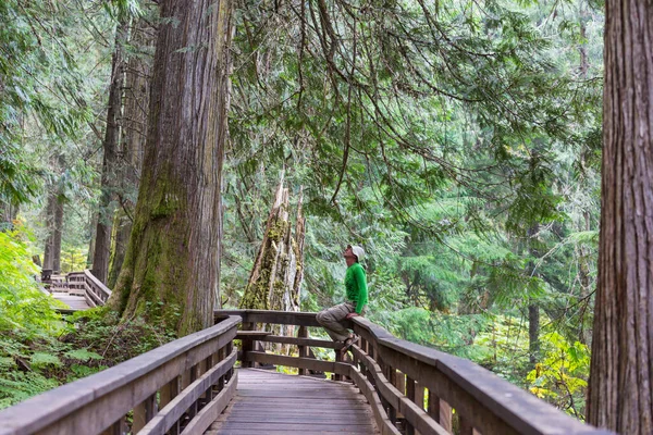 Pathway Sequoia Skogen — Stockfoto