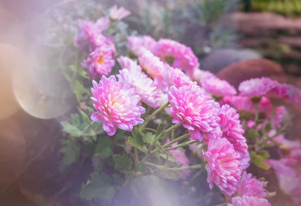 Chrysanthème Automnal Coloré Dans Jardin — Photo