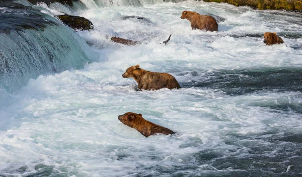 Ein Grizzlybär Auf Lachsjagd Brooks Fällt Braune Grizzlybären Der Küste — Stockfoto