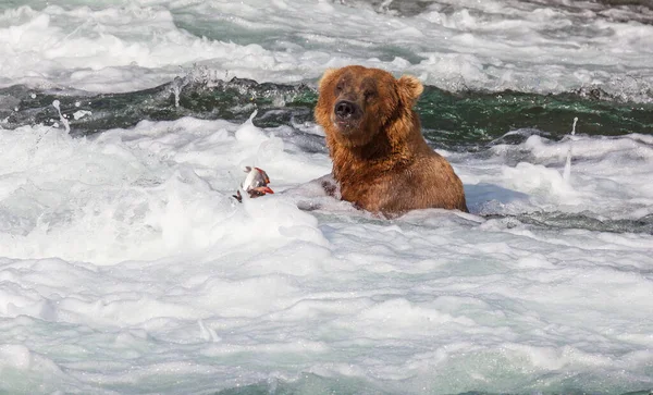 Grizzly Bear Hunting Salmon Brooks Falls Coastal Brown Grizzly Bears — Stock Photo, Image