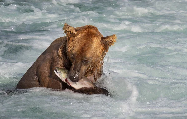 A grizzly bear hunting salmon at Brooks falls. Coastal Brown Grizzly Bears fishing at Katmai National Park, Alaska. Summer season. Natural wildlife theme.