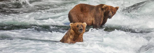 A grizzly bear hunting salmon at Brooks falls. Coastal Brown Grizzly Bears fishing at Katmai National Park, Alaska. Summer season. Natural wildlife theme.