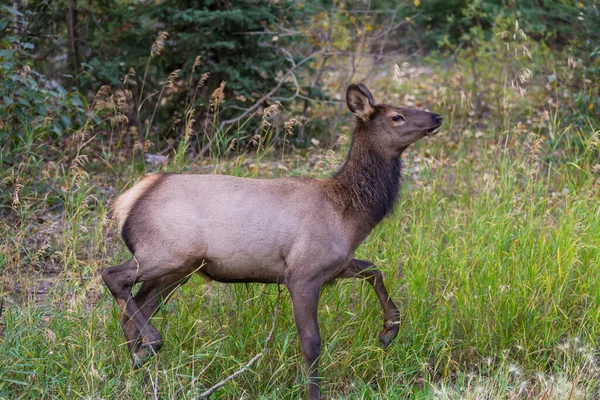 Mountain Bull Elk Colorado Usa — Stockfoto