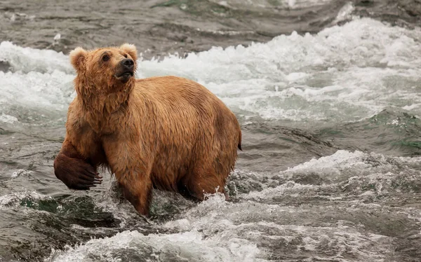 Grizzly Bear Hunting Salmon Brooks Falls Coastal Brown Grizzly Bears Royalty Free Stock Photos
