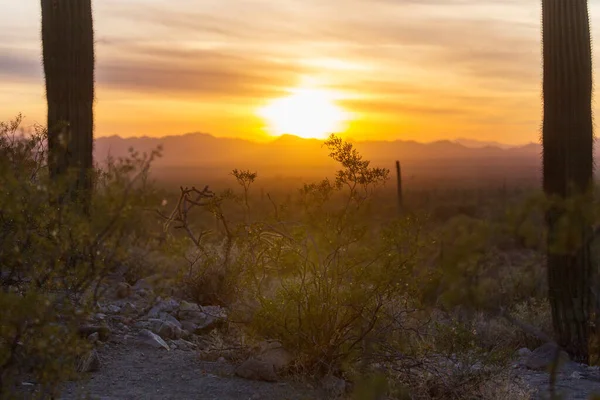 Walker Στο Πάρκο Saguaro Cactus Ηπα — Φωτογραφία Αρχείου