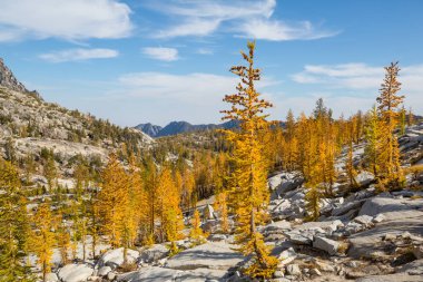 Güzel altın tarlalar dağlarda, sonbahar mevsiminde.