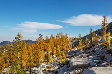 Güzel altın tarlalar dağlarda, sonbahar mevsiminde.
