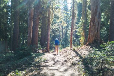 Ormandaki patikada yürüyüş yapan bir adam. Doğa yürüyüşü açık havada.