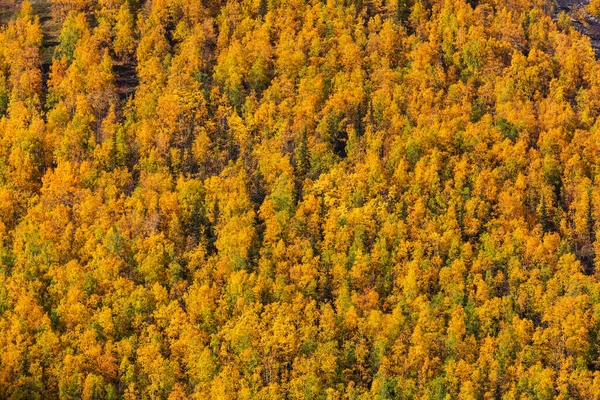 Autumn Background Wild Plants Forest Autumn Season Macro Wild Wild — Stok fotoğraf