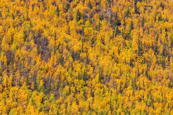 Autumn Background Wild Plants Forest Autumn Season Macro Wild Wild — стоковое фото
