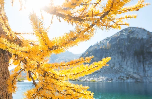 Prachtige Gouden Lariks Bergen Herfstseizoen — Stockfoto