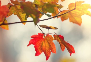 Sonbahar mevsiminde renkli sarı yapraklar. Yakın plan çekim. Arkaplan resmi için uygun.