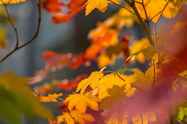 Πολύχρωμα Κίτρινα Φύλλα Την Εποχή Του Φθινοπώρου Κοντινό Πλάνο Κατάλληλο — Φωτογραφία Αρχείου