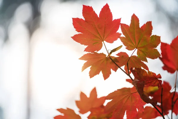 秋には黄色い紅葉が見られます 至近距離から撃たれた 背景画像に適しています — ストック写真