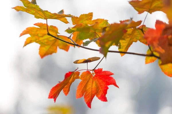 Bunte Gelbe Blätter Der Herbstzeit Nahaufnahme Geeignet Für Hintergrundbild — Stockfoto