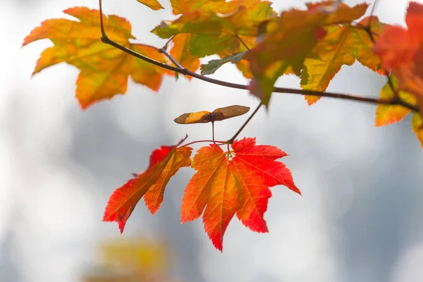 秋には黄色い紅葉が見られます 至近距離から撃たれた 背景画像に適しています — ストック写真