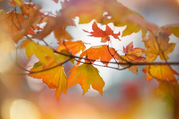 Färgglada Gula Blad Höstsäsongen Närbild Skott Lämplig För Bakgrundsbild — Stockfoto