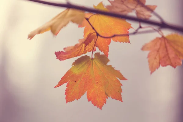 Colorful Yellow Leaves Autumn Season Close Shot Suitable Background Image — Stock Photo, Image