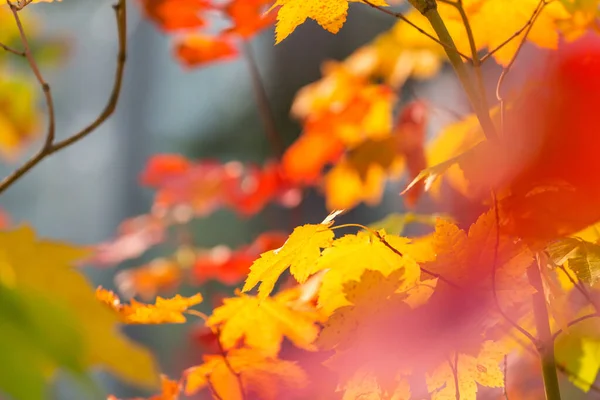 Hojas Amarillas Coloridas Temporada Otoño Primer Plano Tiro Apto Para —  Fotos de Stock