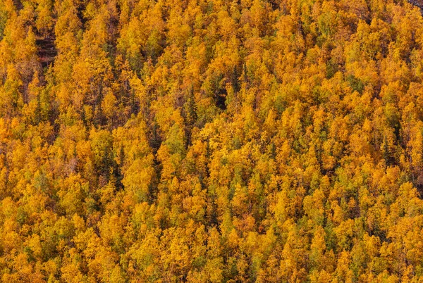 Güneşli Bir Ormanda Renkli Sonbahar Yaprakları Sonbahar Doğal Arka Planı — Stok fotoğraf