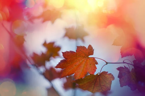 Barevné Žluté Listy Podzimním Období Záběr Zblízka Vhodné Pro Obrázek — Stock fotografie