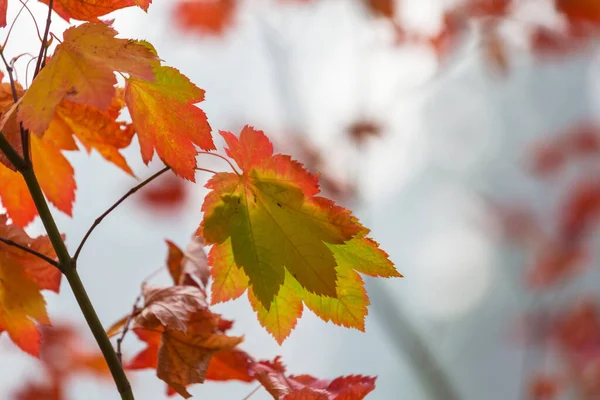 Barevné Žluté Listy Podzimním Období Záběr Zblízka Vhodné Pro Obrázek — Stock fotografie