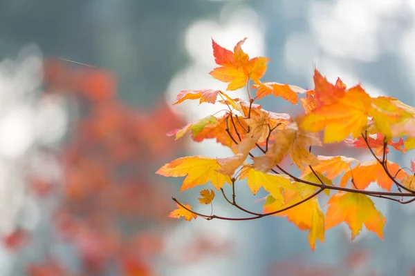 가을에는 노란색의 이미지에 적합하다 — 스톡 사진