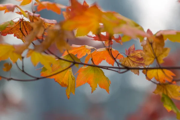 Foglie Gialle Colorate Nella Stagione Autunnale Primo Piano Adatto Immagine — Foto Stock