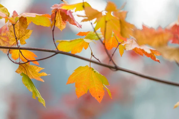 Hojas Amarillas Coloridas Temporada Otoño Primer Plano Tiro Apto Para — Foto de Stock