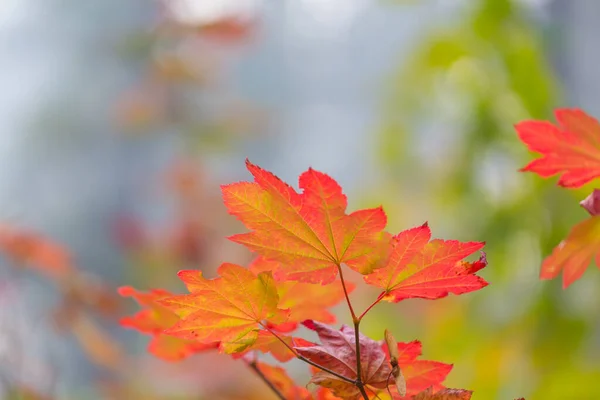 Colorful Yellow Leaves Autumn Season Close Shot Suitable Background Image — Stock Photo, Image