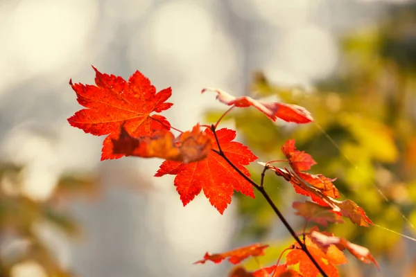 Bunte Gelbe Blätter Der Herbstzeit Nahaufnahme Geeignet Für Hintergrundbild — Stockfoto