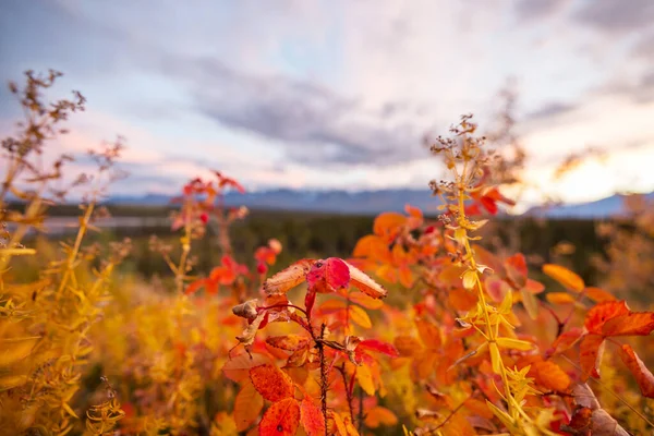 Красочный Осенний Луг Горах Естественный Фон — стоковое фото