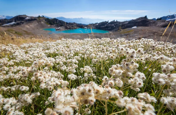 晴れた日に山の牧草地 自然の夏の風景 — ストック写真